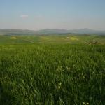 Toscana 2008 verso Pienza